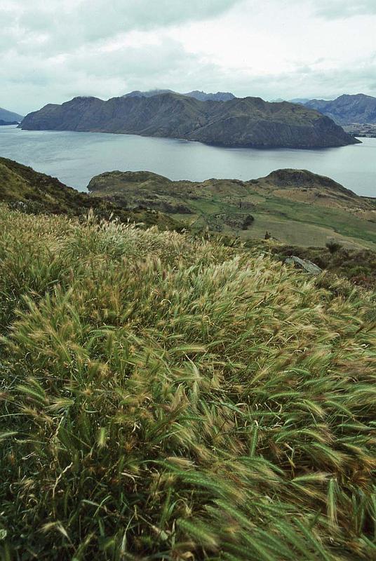 WT 0200 047-07 New Zealand.jpg